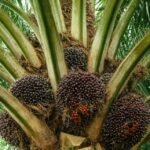 Pemerintah Lobi AS agar Ekspor Sawit Indonesia Bebas Tarif Tambahan